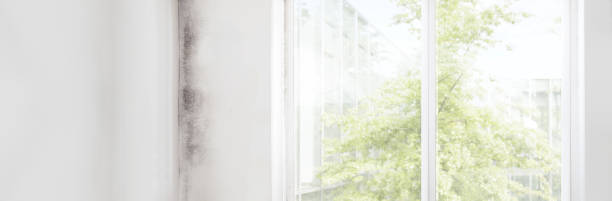Best Dehumidification Services  in Seaman, OH